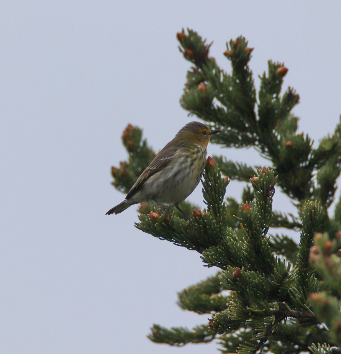Cape May Warbler - ML619345553