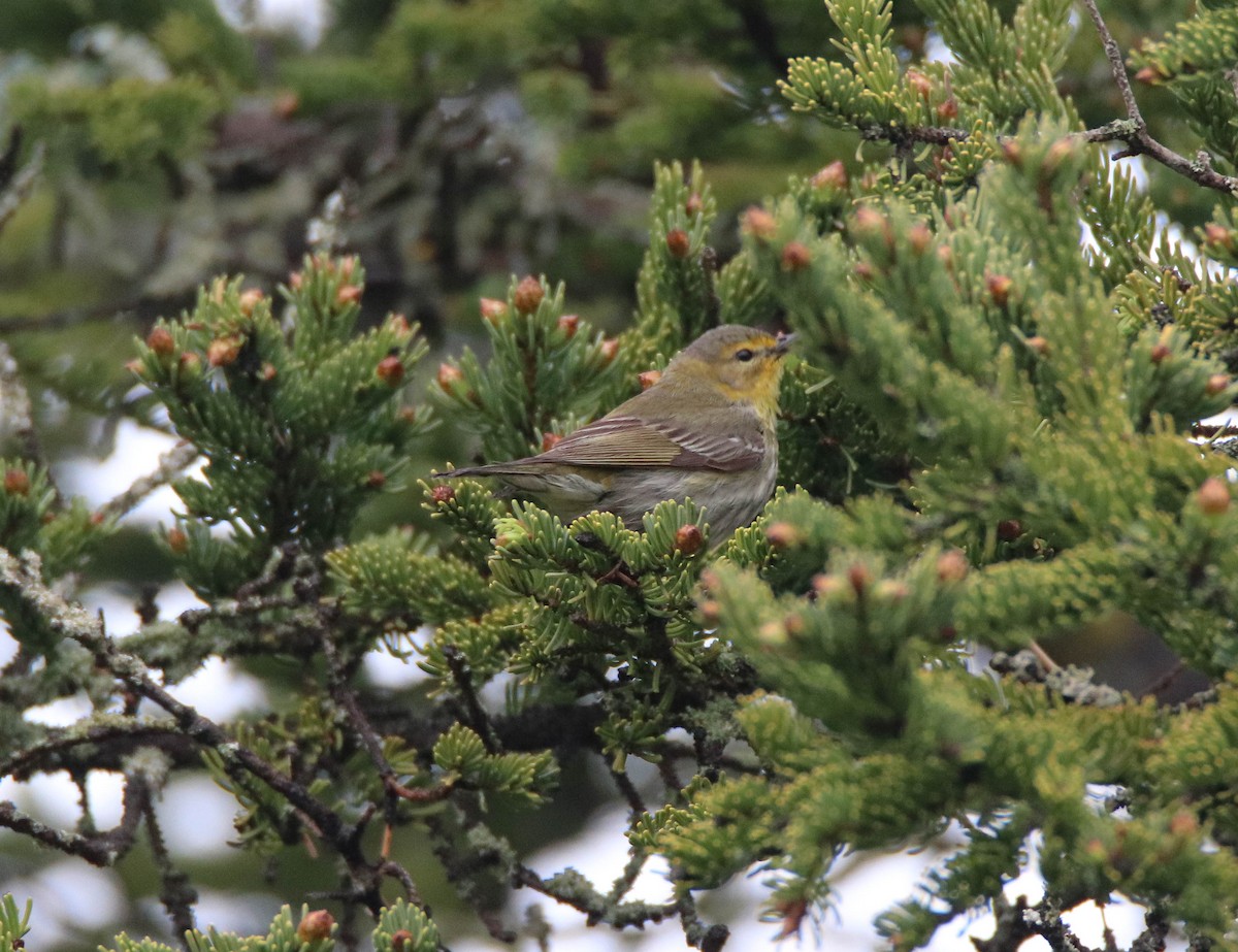 Cape May Warbler - Zachary Holderby