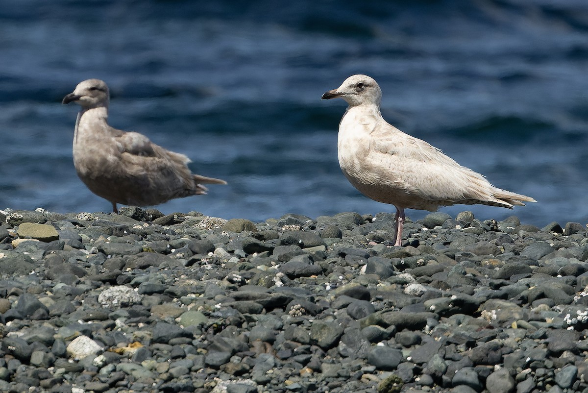 Larus sp. - Joachim Bertrands