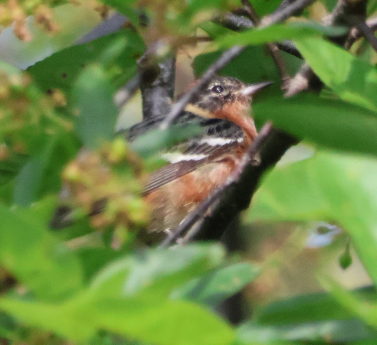 Bay-breasted Warbler - Santo A. Locasto