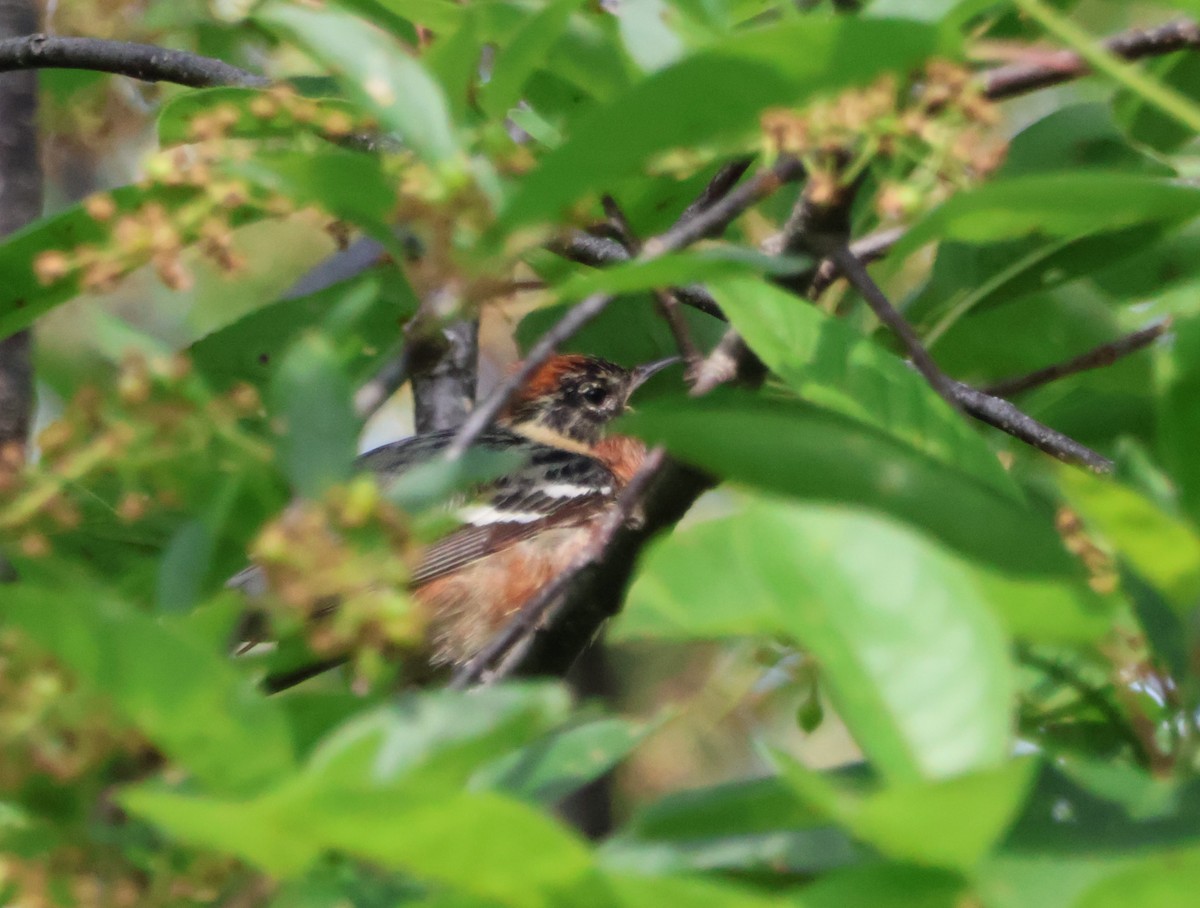 Bay-breasted Warbler - Santo A. Locasto