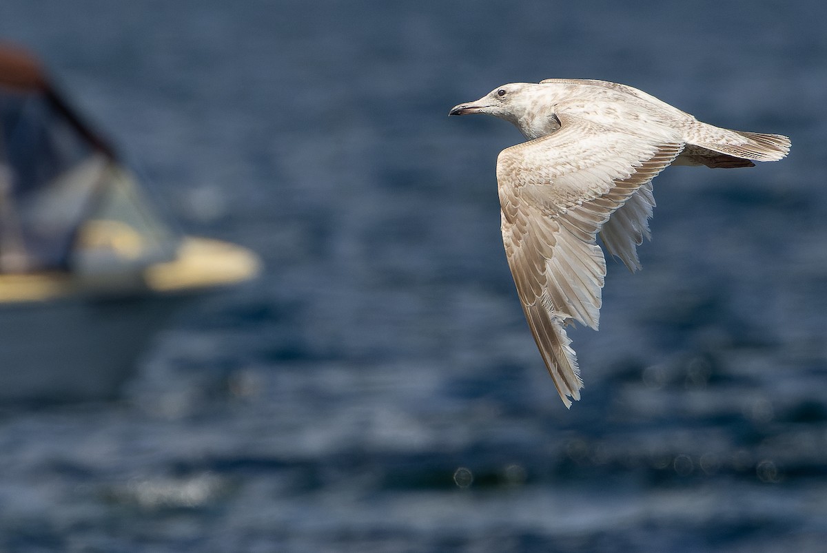 Larus sp. - Joachim Bertrands