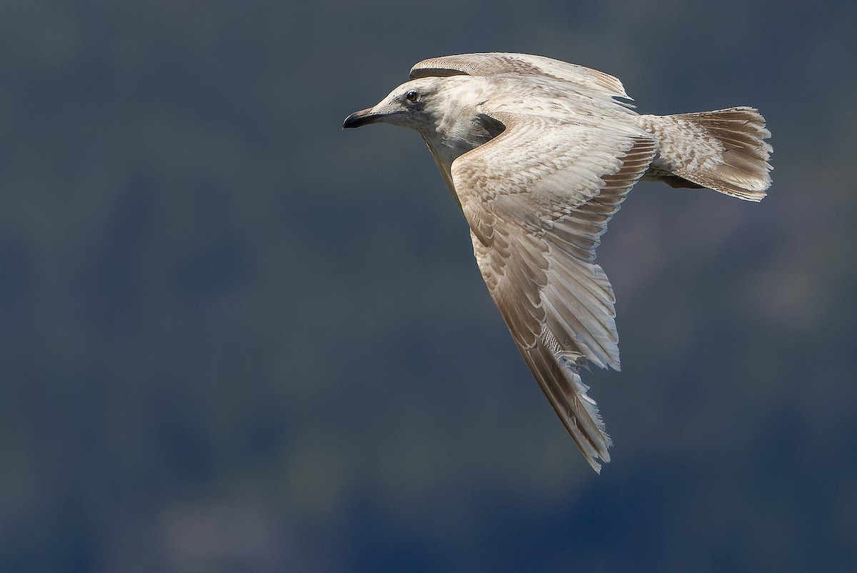 Larus sp. - Joachim Bertrands