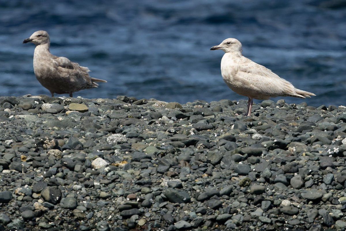 goéland sp. (Larus sp.) - ML619345565