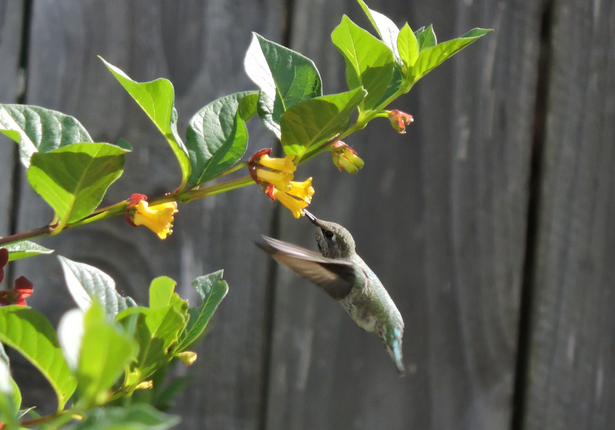 Anna's Hummingbird - ML619345566