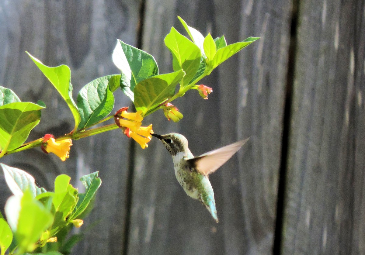 Anna's Hummingbird - ML619345569