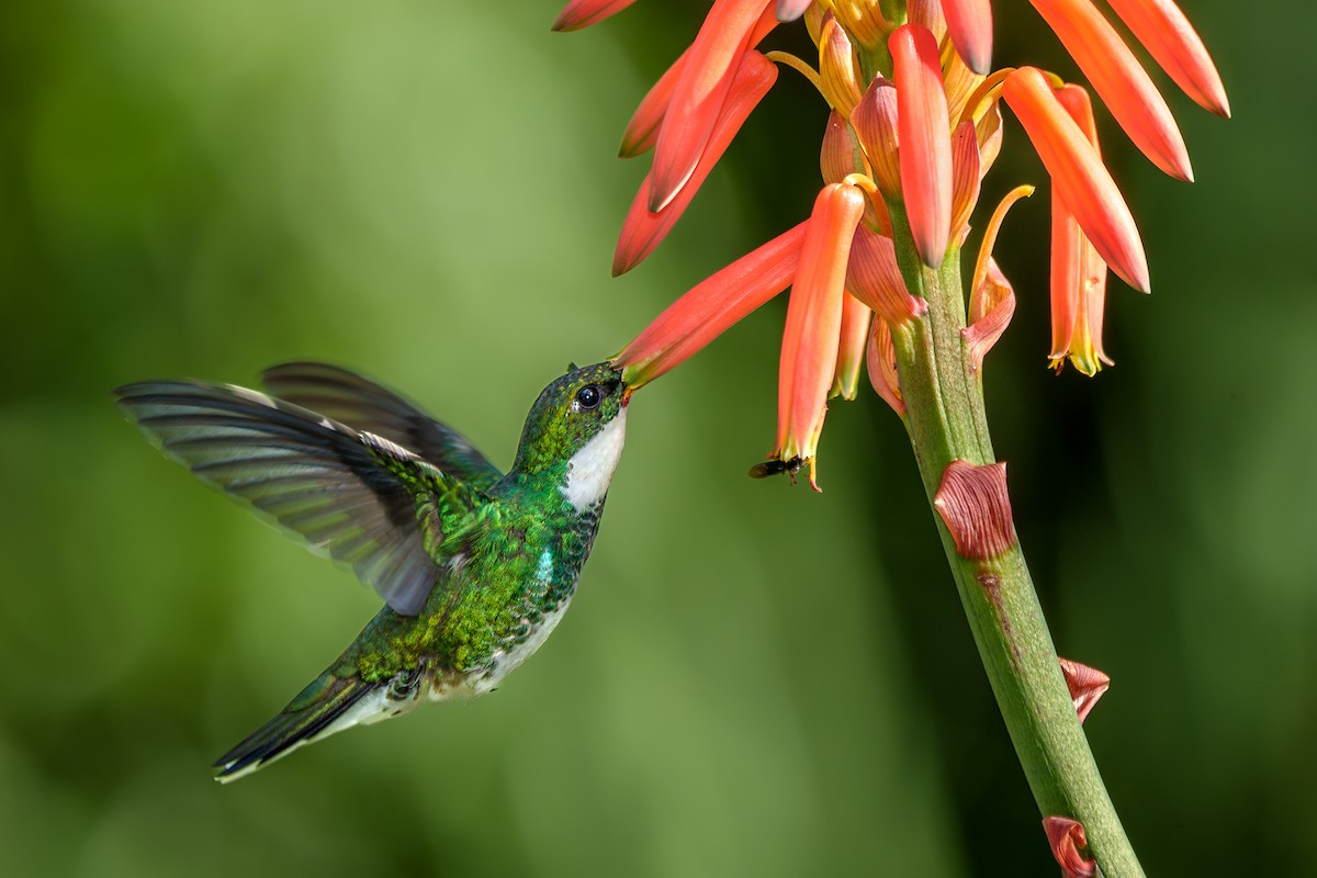 White-throated Hummingbird - ML619345571