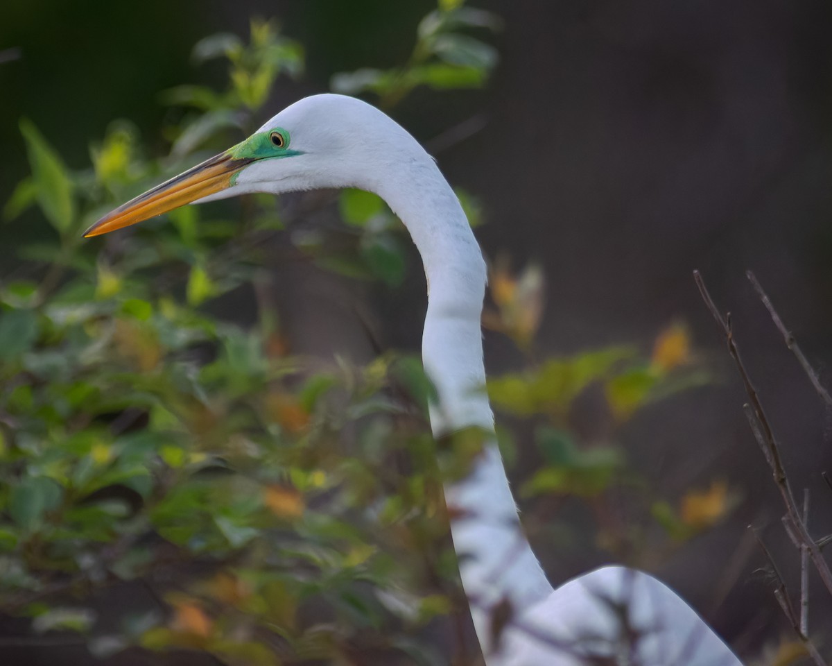 Great Egret - Carey Sherrill