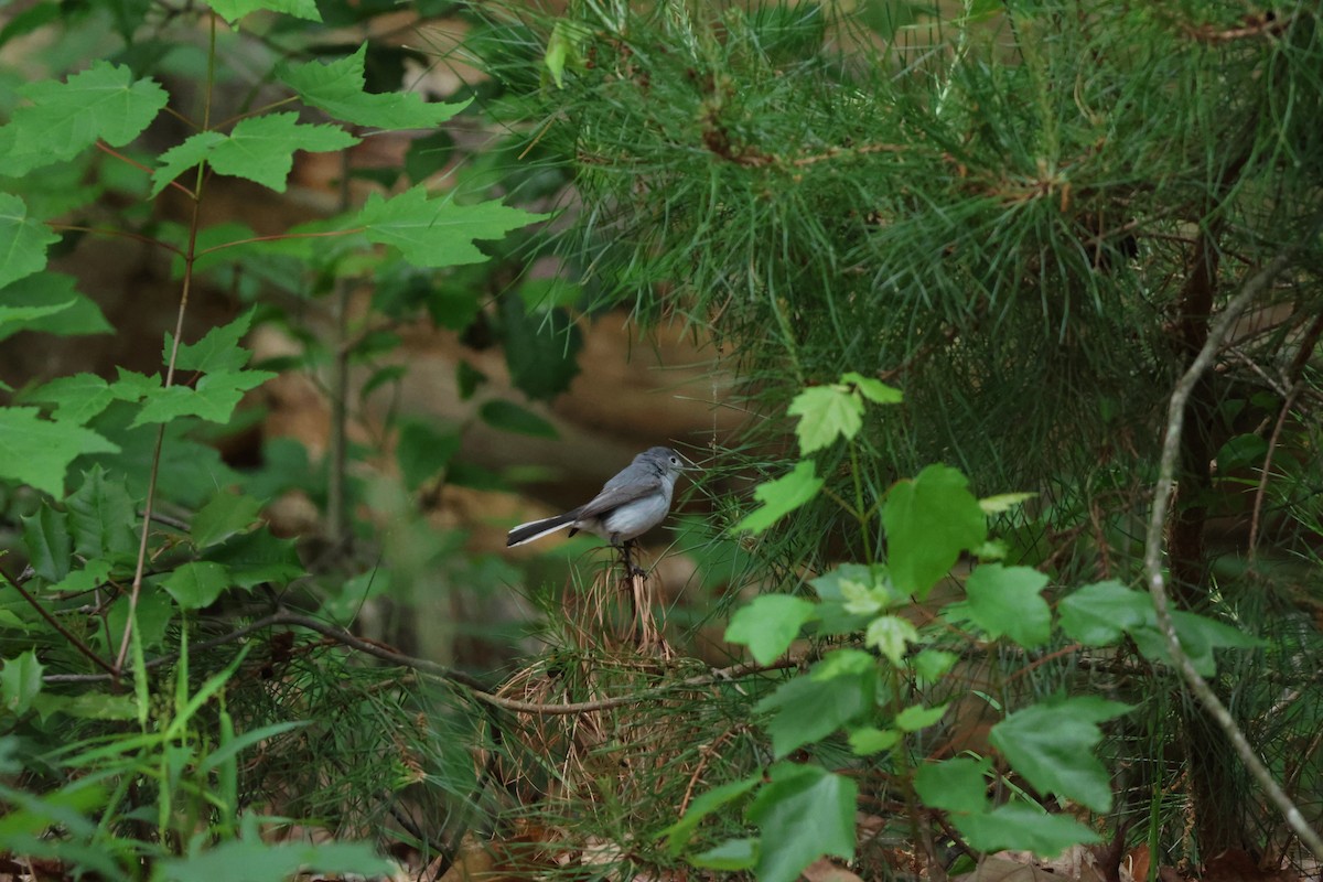 Blue-gray Gnatcatcher - ML619345575