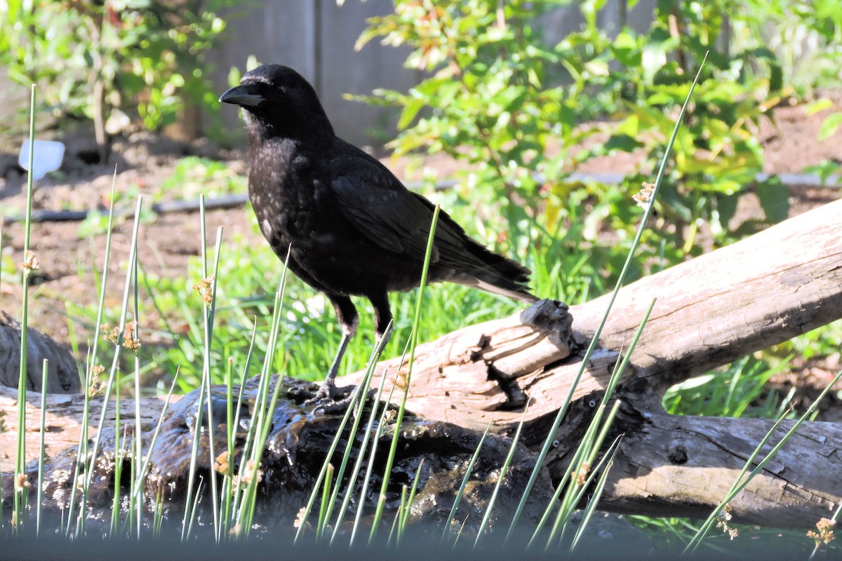 American Crow - ML619345577