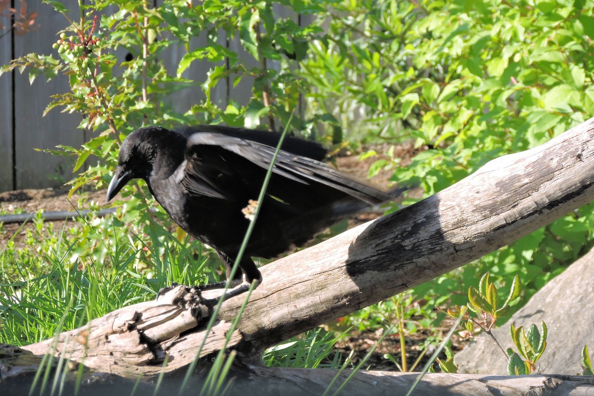 American Crow - Tim Griffith