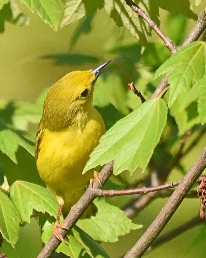 Yellow Warbler - Barb and Lynn