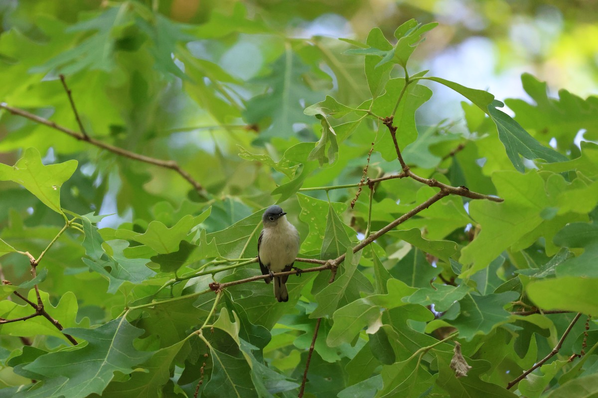 Blue-gray Gnatcatcher - James Reed