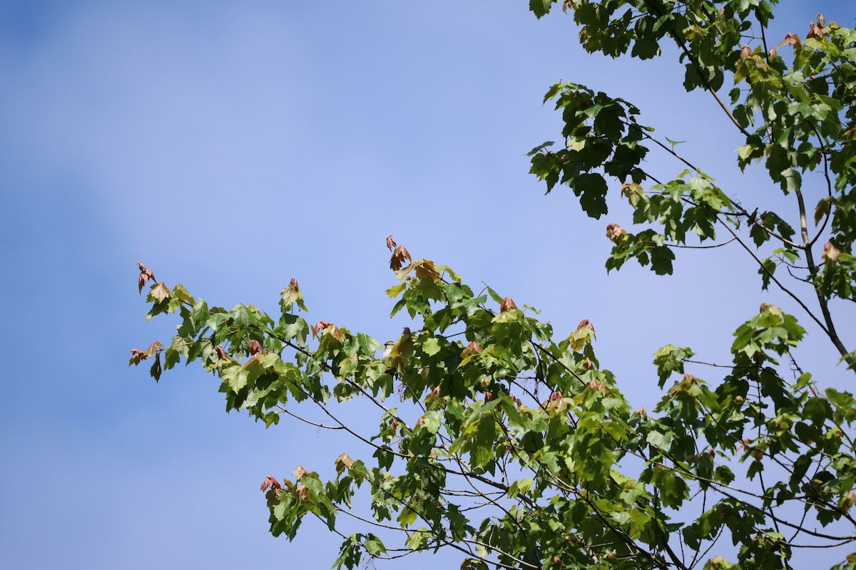 Chipping Sparrow - James Reed