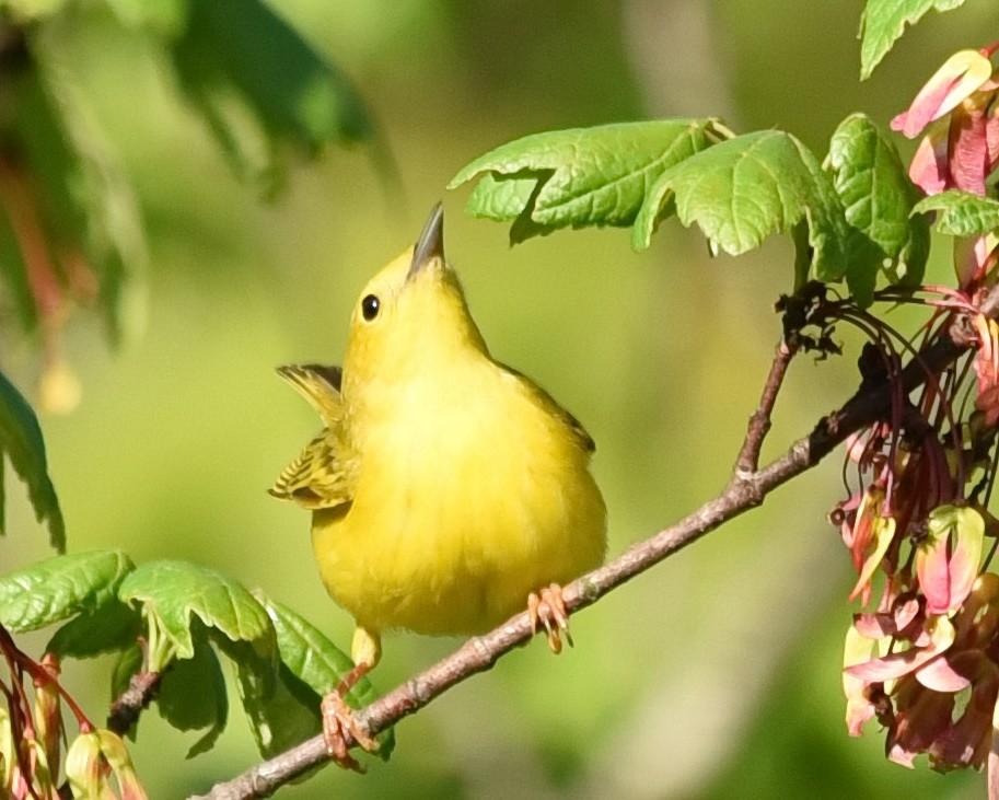 Yellow Warbler - Barb and Lynn