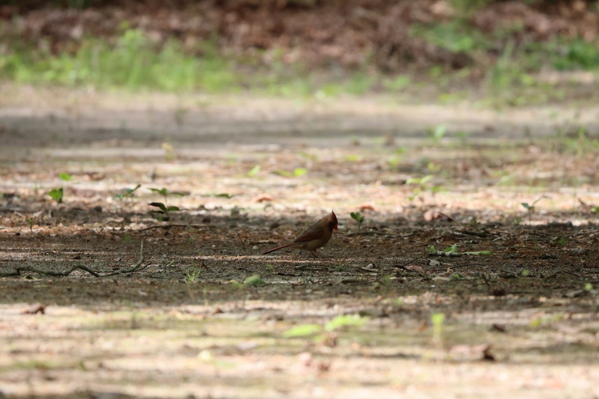 Northern Cardinal - James Reed