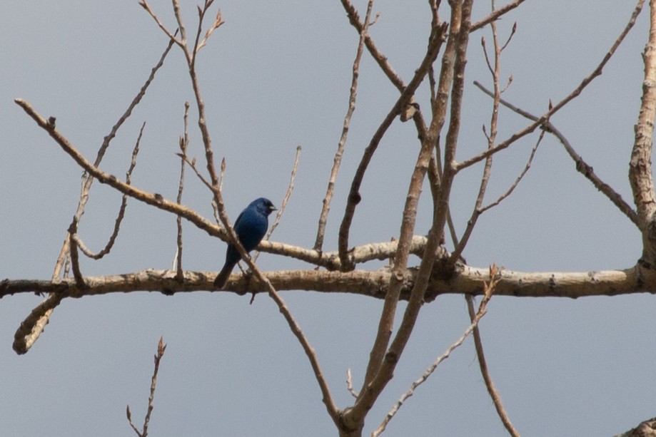 Indigo Bunting - Monica Ulrich