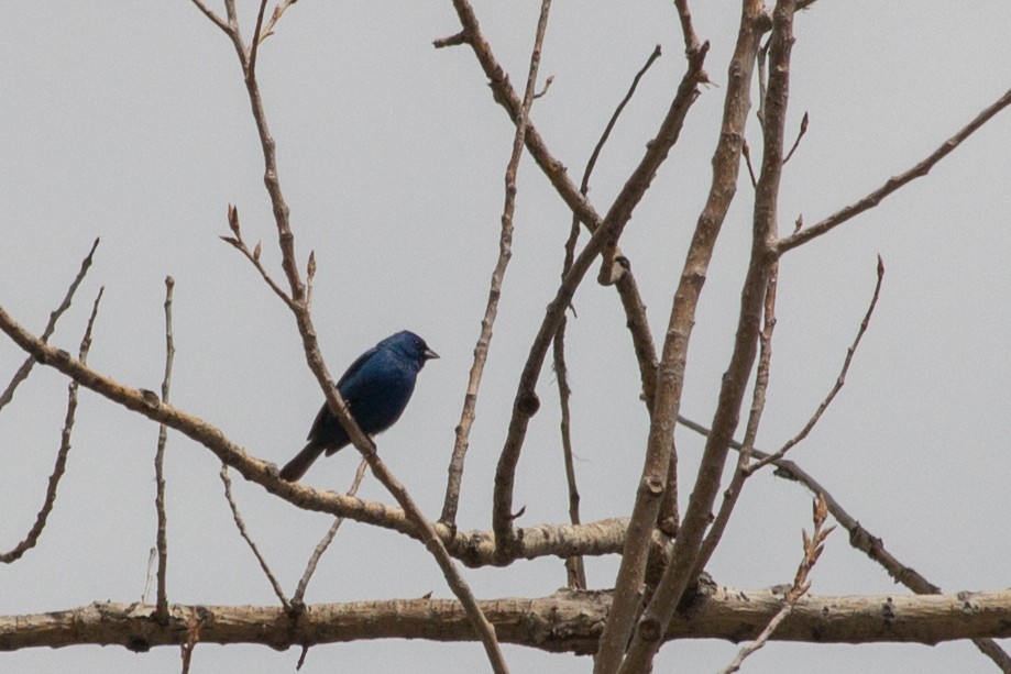 Indigo Bunting - ML619345620