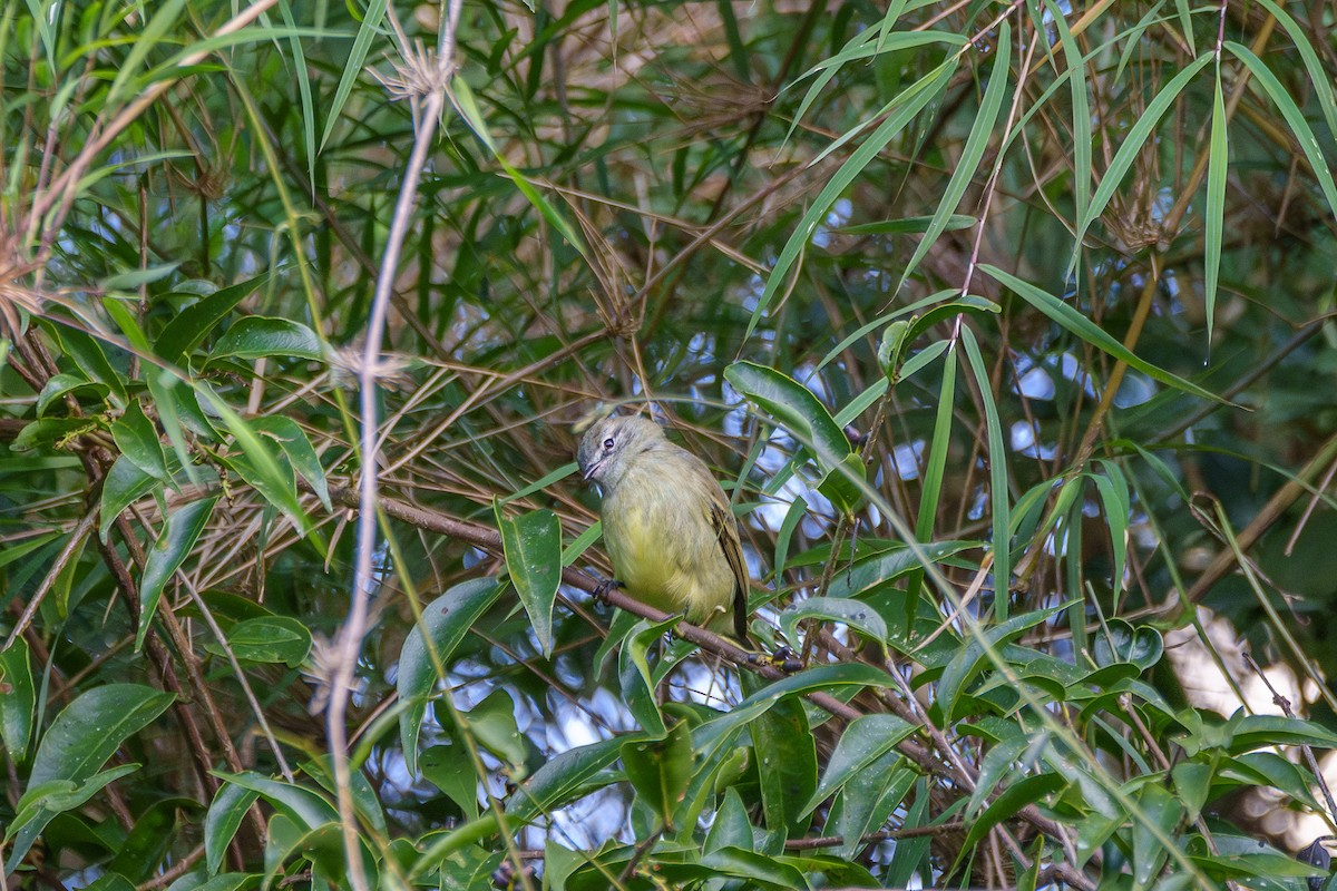 Planalto Tyrannulet - ML619345622