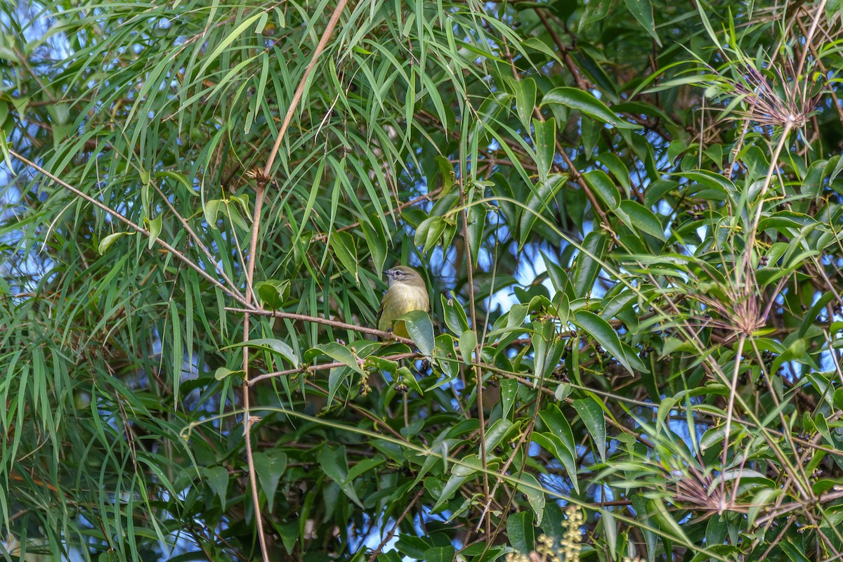 Planalto Tyrannulet - ML619345625