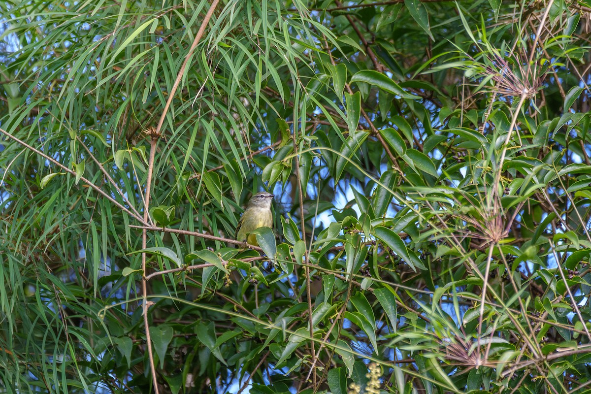 Planalto Tyrannulet - ML619345627