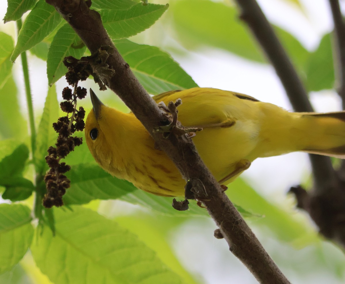 Yellow Warbler - Santo A. Locasto