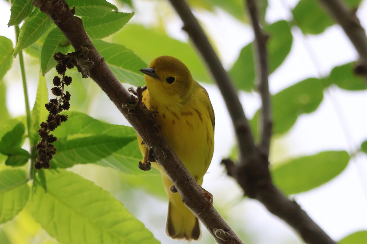 Yellow Warbler - Santo A. Locasto