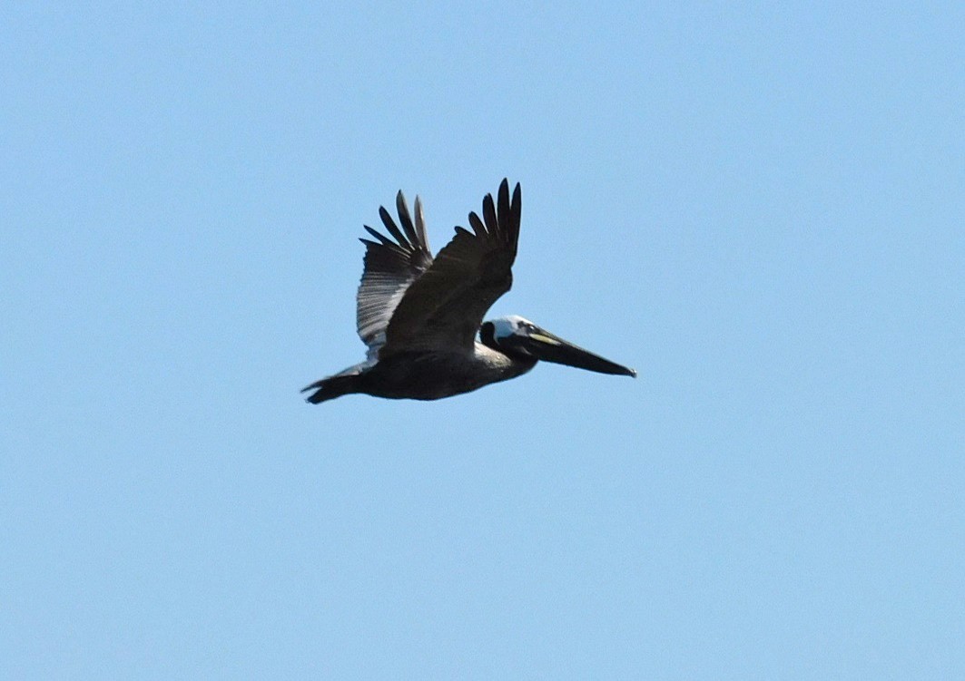 Brown Pelican - ML619345646