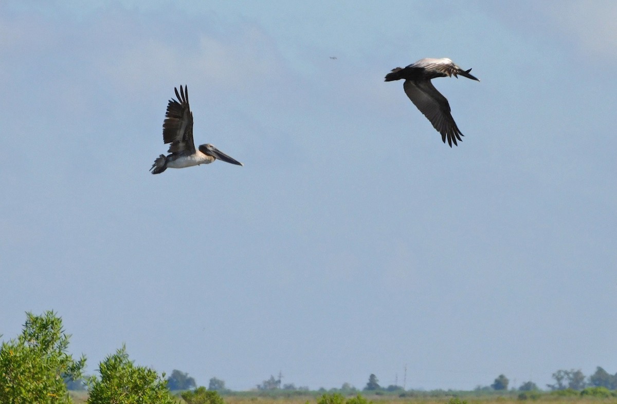 Brown Pelican - ML619345648