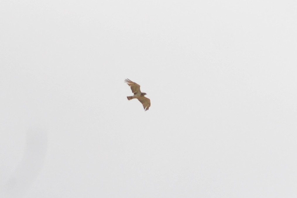 Short-toed Snake-Eagle - Paulo  Roncon