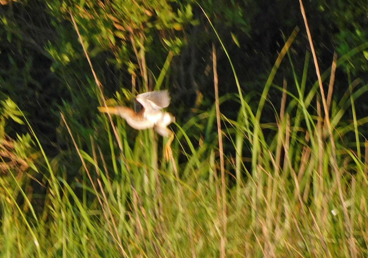 Least Bittern - Kathy Rhodes