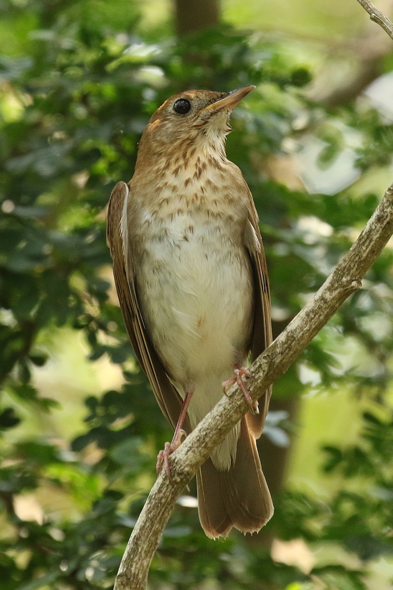 Veery - Dan Jones