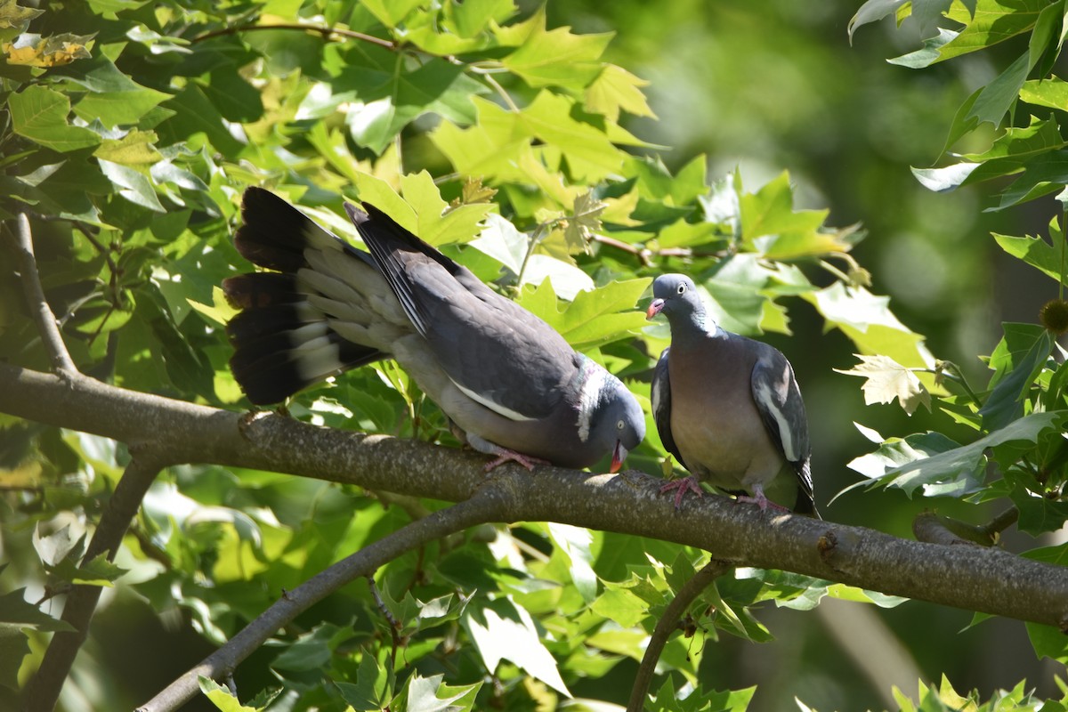 Common Wood-Pigeon - ML619345674