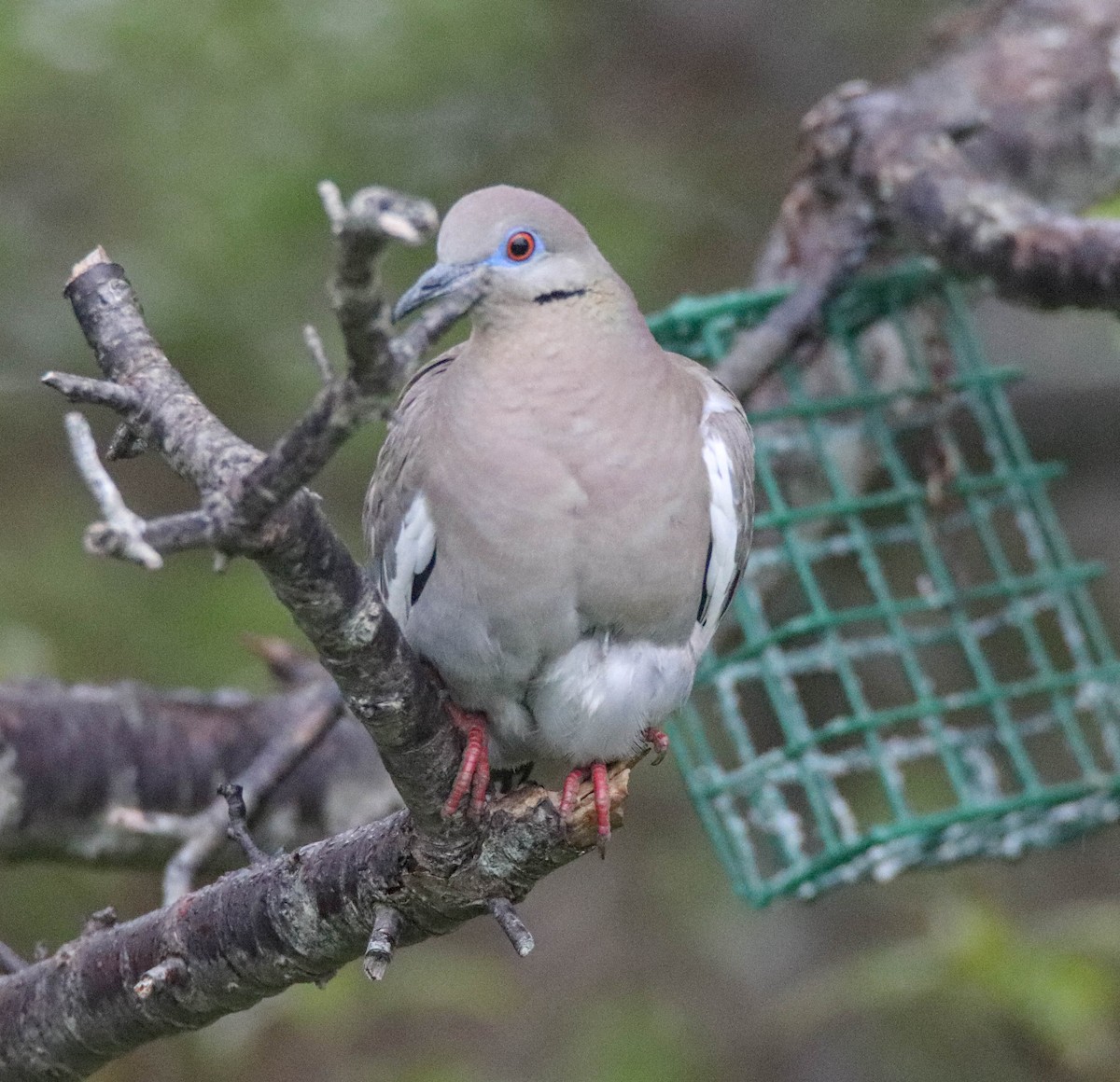 White-winged Dove - ML619345676