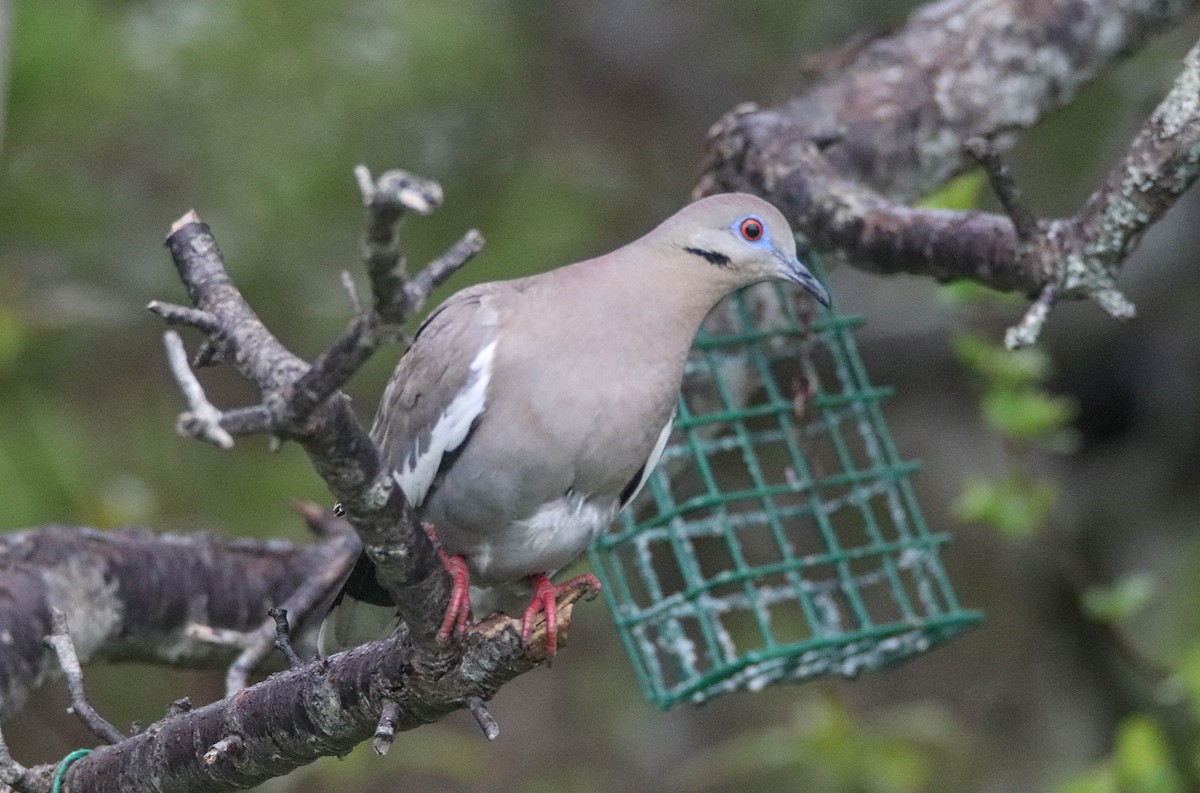 White-winged Dove - Zachary Holderby