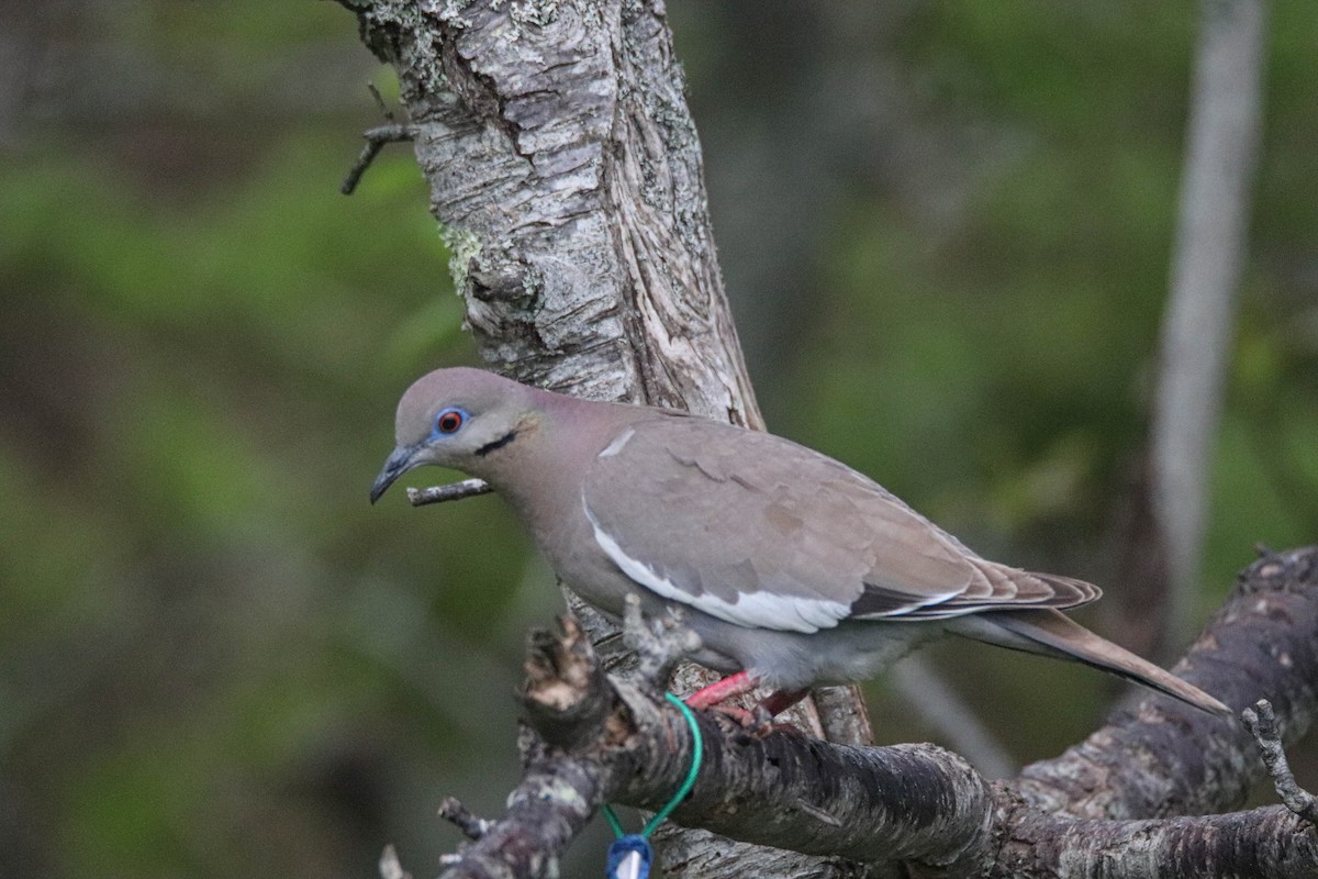 White-winged Dove - Zachary Holderby