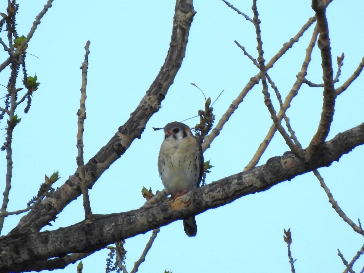 American Kestrel - ML619345679