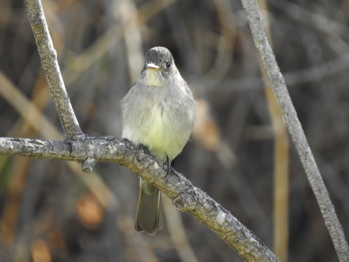 Western Wood-Pewee - ML619345686
