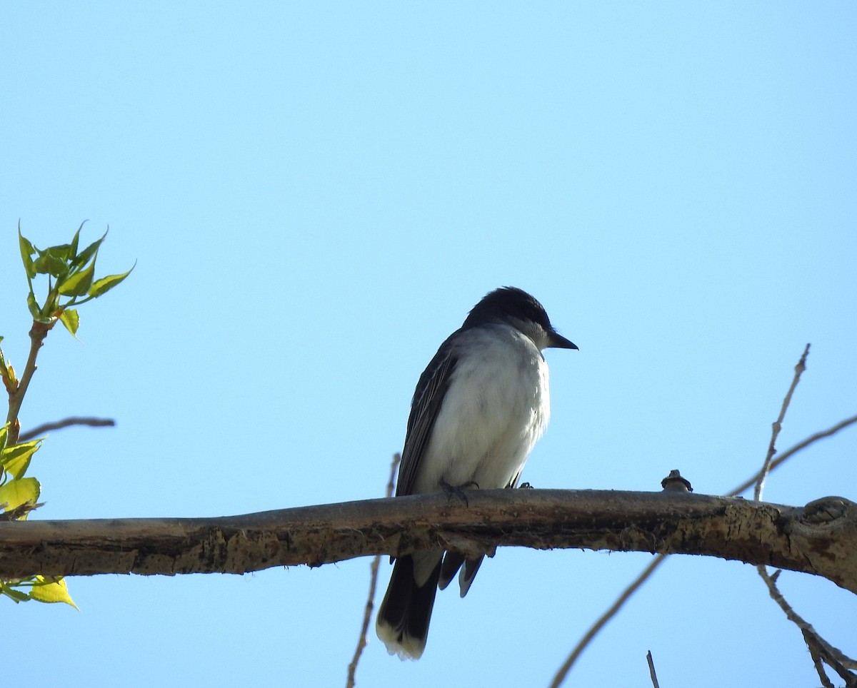 Eastern Kingbird - ML619345700