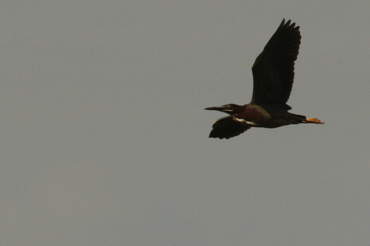 Green Heron - Josh Duis