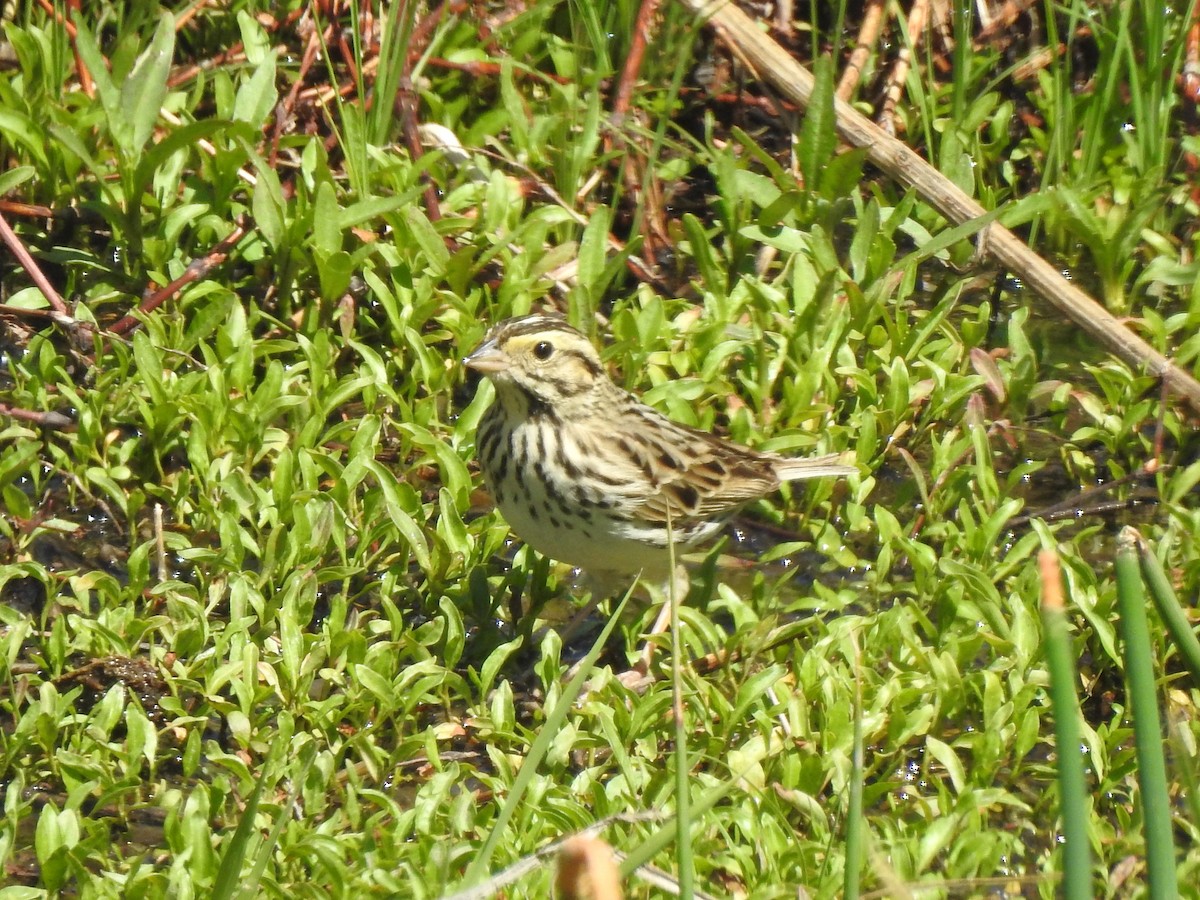 Savannah Sparrow - ML619345721