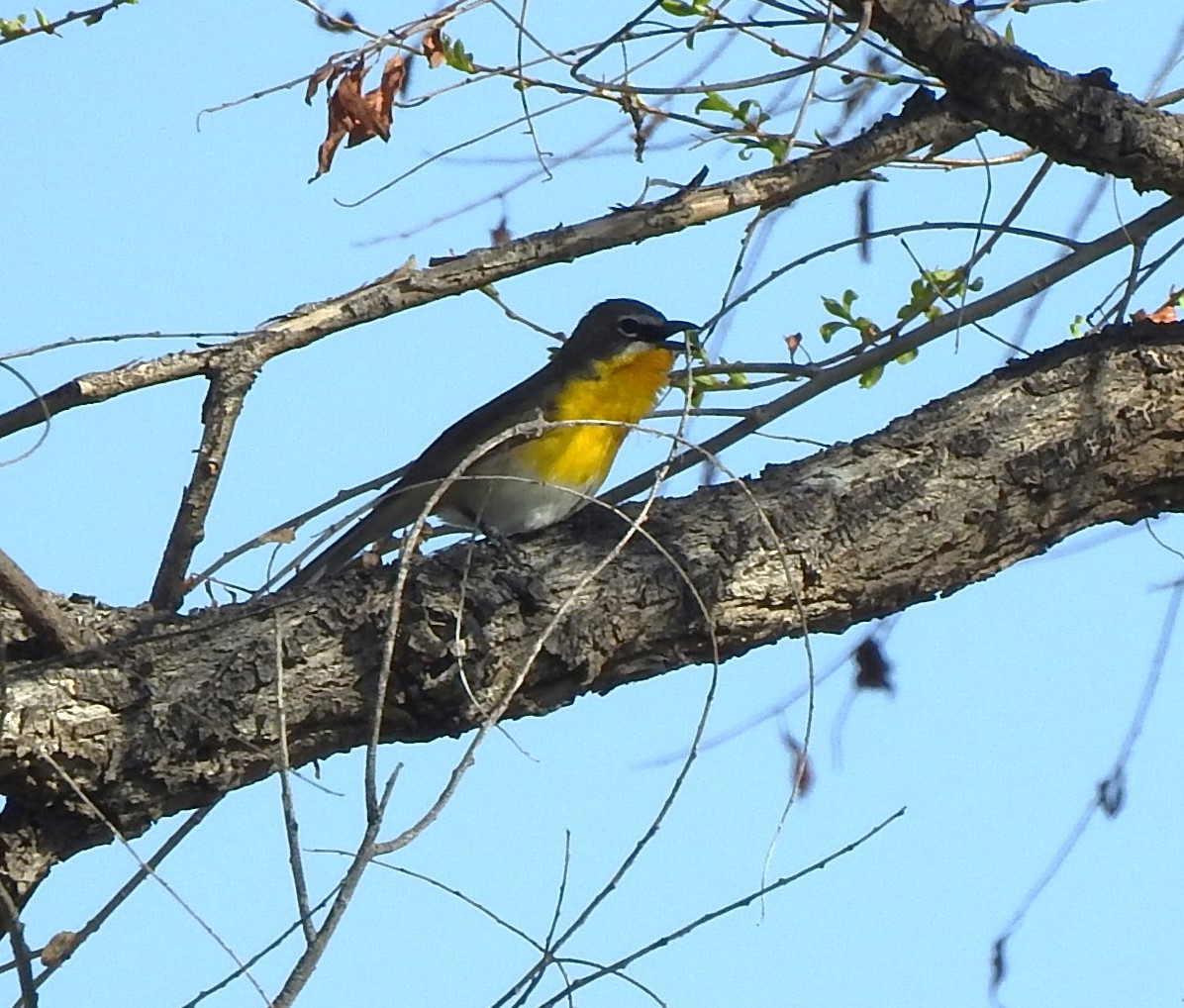 Yellow-breasted Chat - ML619345733