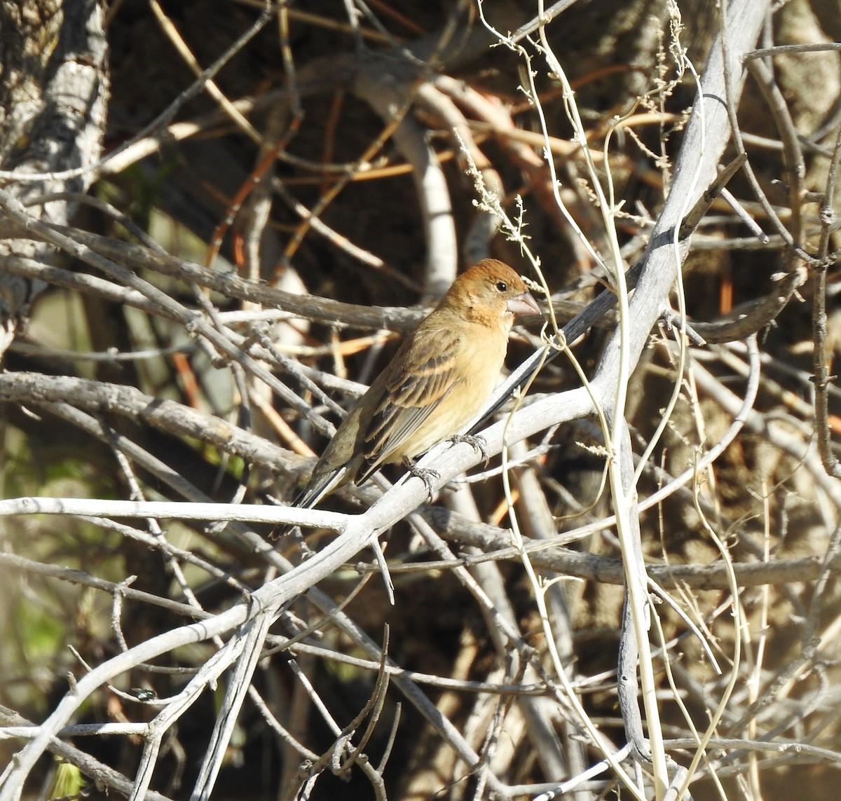 Blue Grosbeak - ML619345742