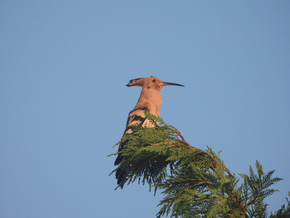 Eurasian Hoopoe - karen  leonhardt