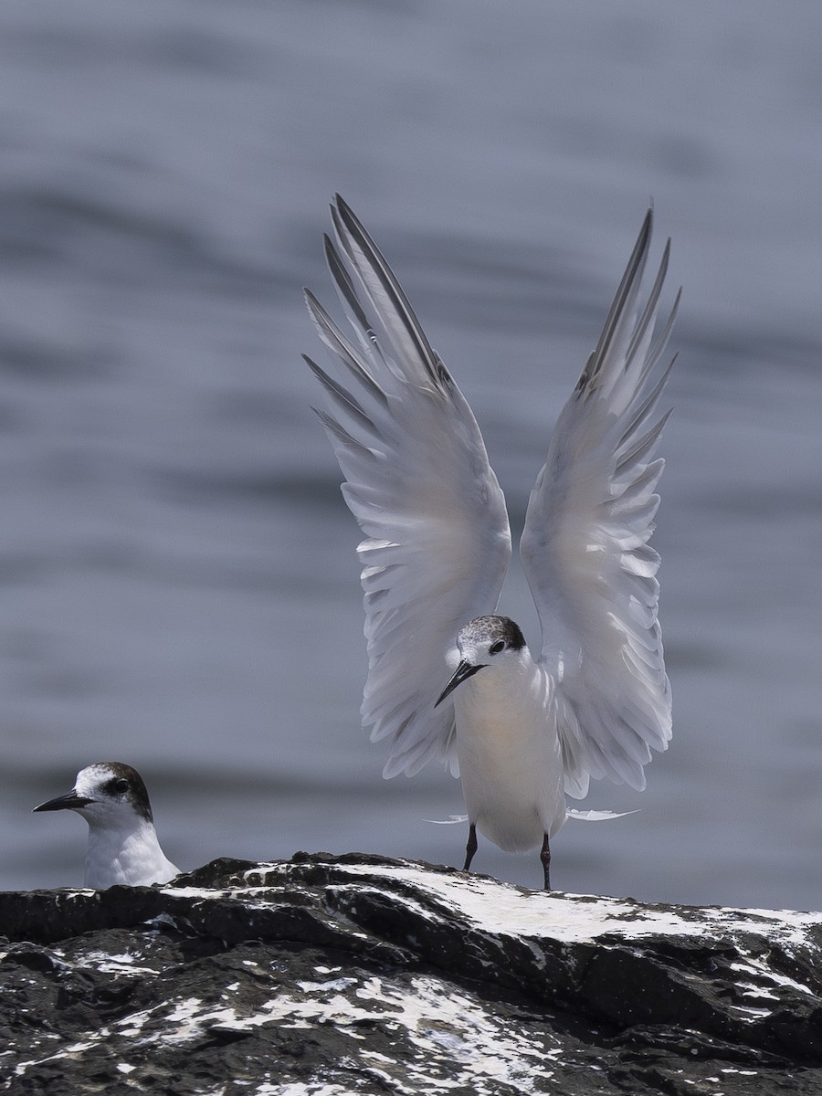 Roseate Tern - ML619345755