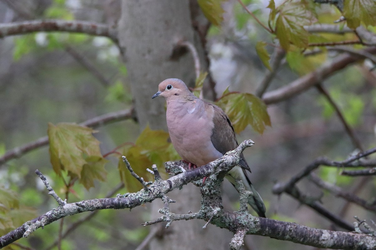 Mourning Dove - ML619345756