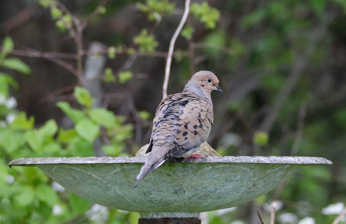 Mourning Dove - ML619345757