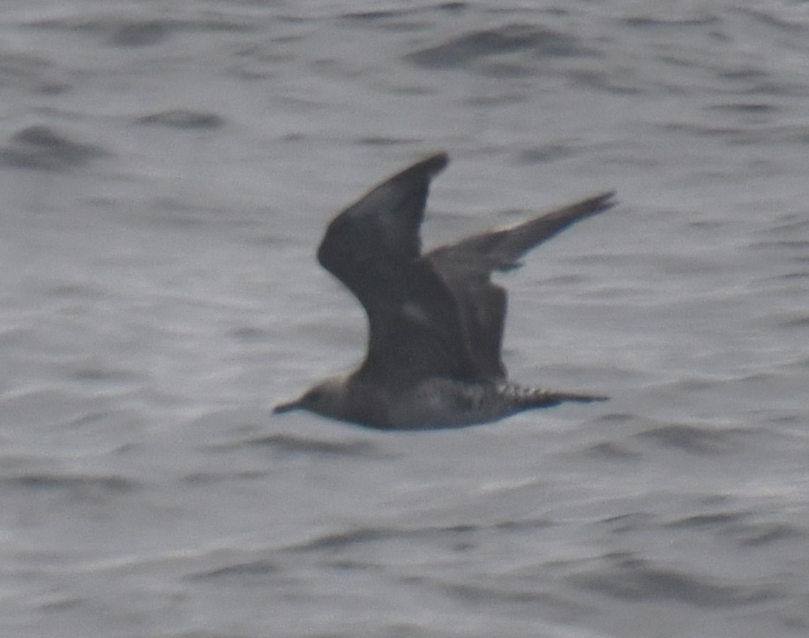 Pomarine Jaeger - Jon McIntyre