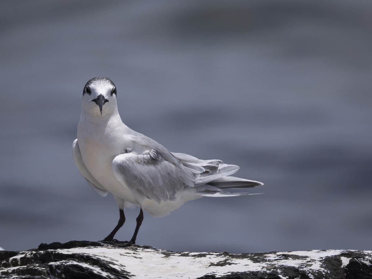 Roseate Tern - Charmain Ang