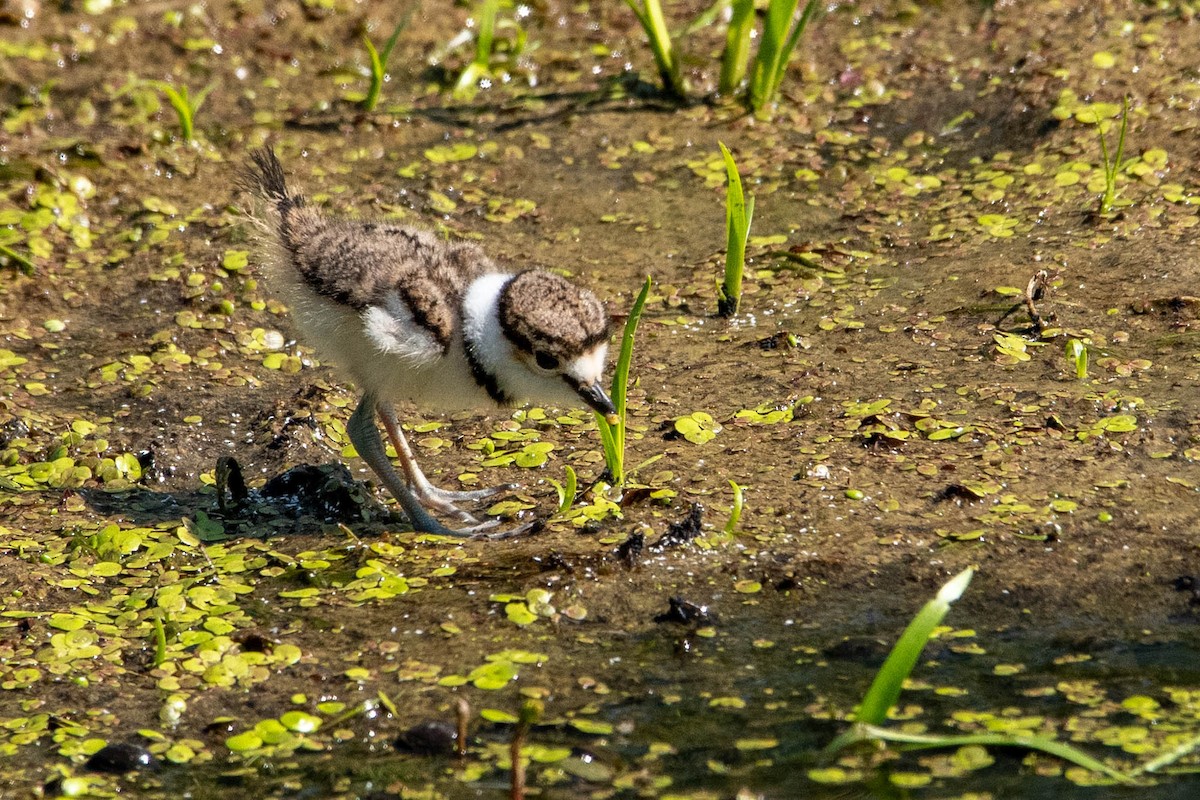 Killdeer - Nancy Wilcox